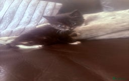 British Shorthair cats for sale: Beautiful fluffy ginger and torteshell kittens,  - Image 12