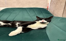 Brazilian Shorthair cats for sale: Tuxedo cat  - Image 4