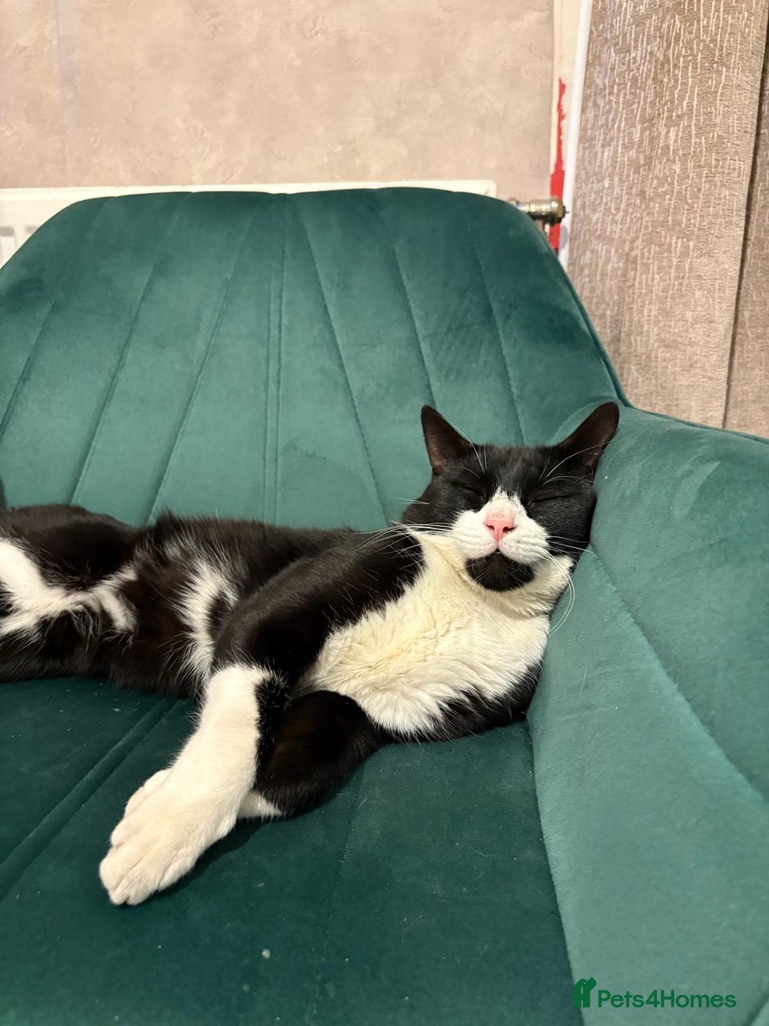 Brazilian Shorthair cats for sale: Tuxedo cat  - Image 4