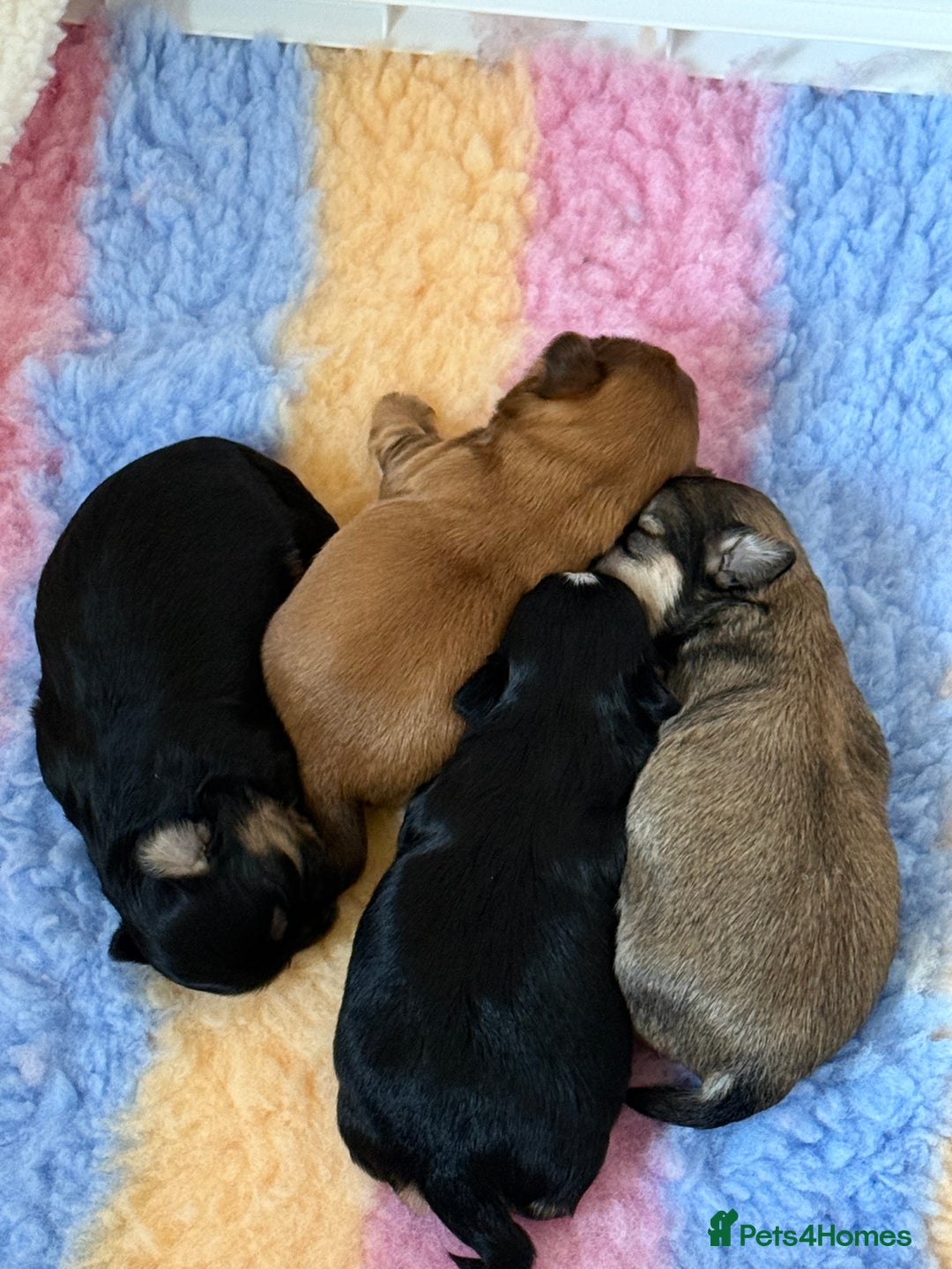 Shih Tzu dogs for sale: 💙 Gorgeous Imperial Shih Tzu Boys 💙 - Image 1