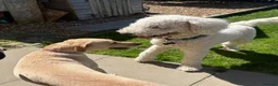 Labradoodle dogs for sale: Stunning Labradoodle puppies - Advert 26