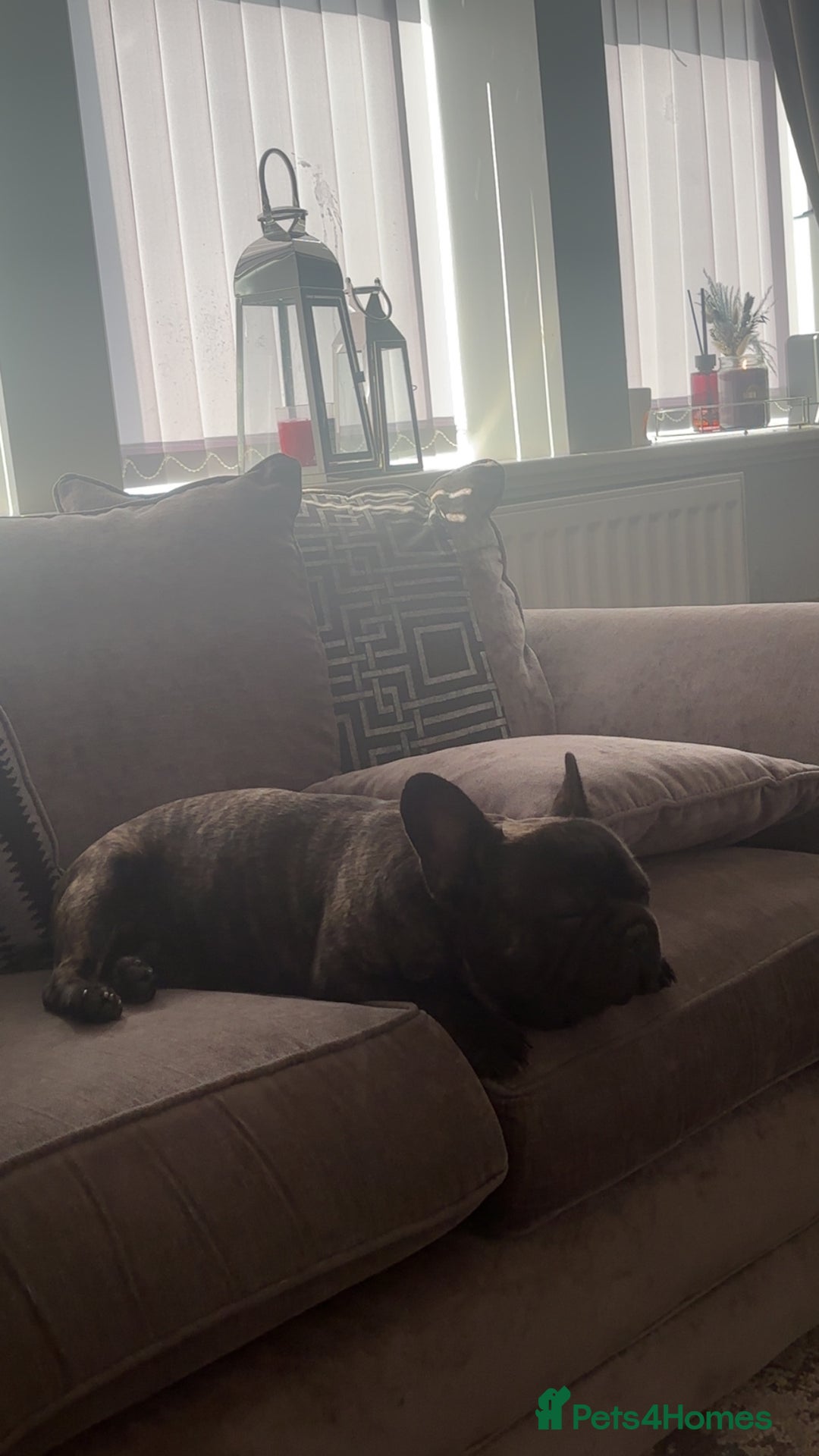 French Bulldog dogs for sale: Make French bulldog  - Image 2