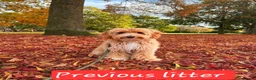 Australian Labradoodle dogs for sale: Australian Labradoodle Small Size  - Advert 5