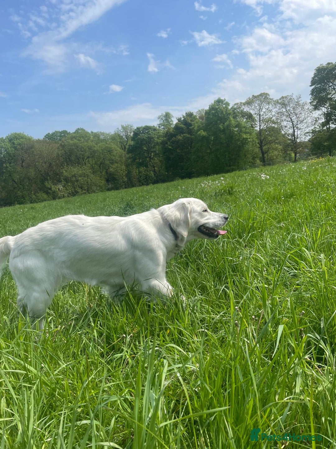 Golden Retriever dogs for sale: Golden retriever puppy’s from licensed breeder - Image 13