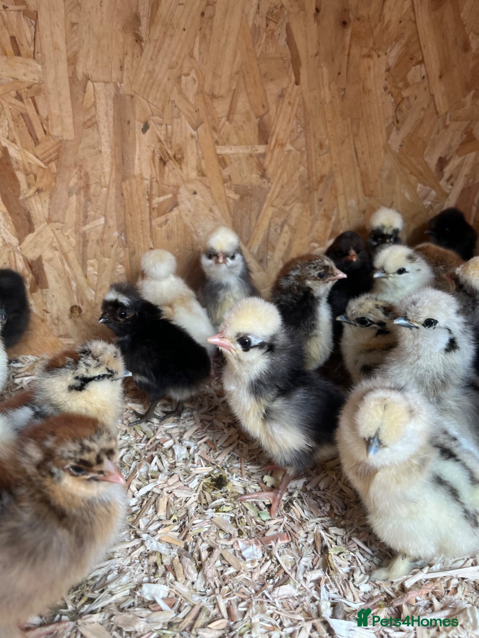 Mixed Breed poultry Chicks,Brahma, silkie, cross, polish  - Advert 2