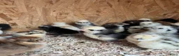 Mixed Breed poultry for sale: Chicks,Brahma, silkie, cross, polish  - Advert 1