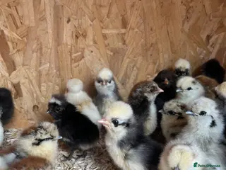 Mixed Breed poultry Chicks,Brahma, silkie, cross, polish - Advert 3