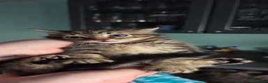 Mixed Breed Kitten 3