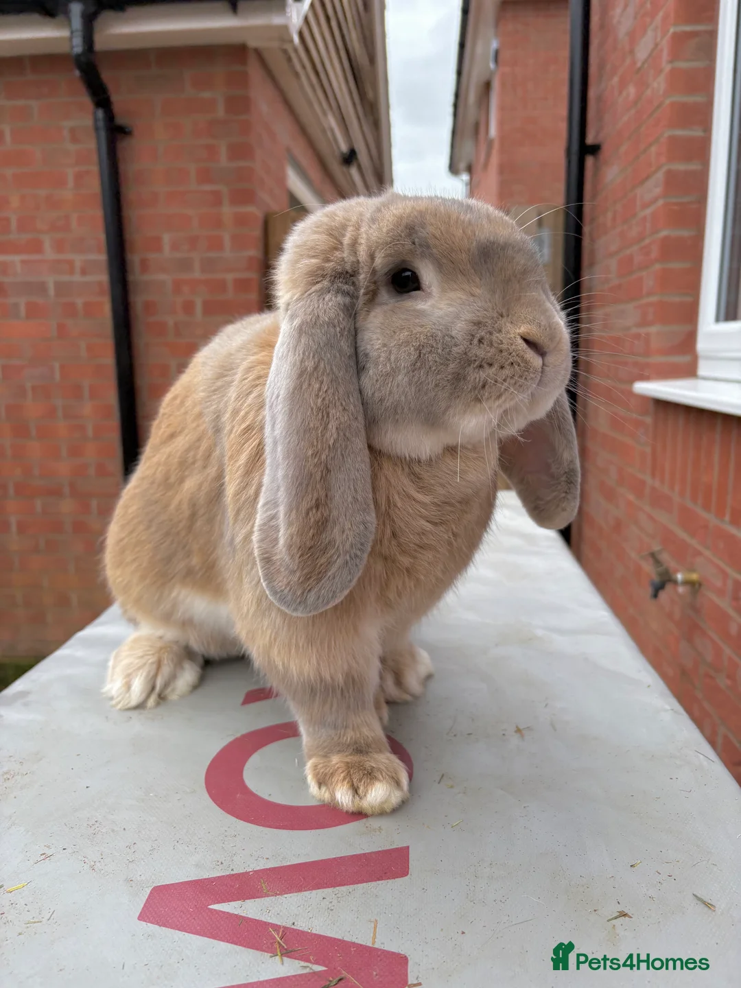 French Lop rabbits for sale: French Lop Fawn Boy Vaccinated 9 months old  - Advert 3