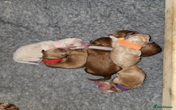 Maltipoo dogs for sale: F1b Maltipoo - Image 4