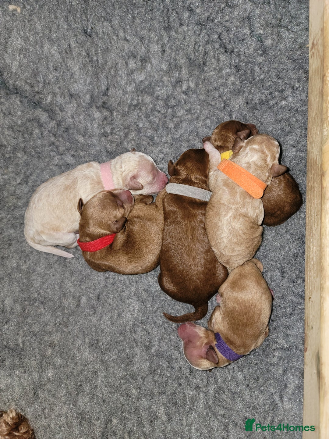 Maltipoo dogs for sale: F1b Maltipoo - Image 4