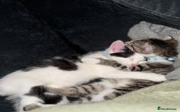 Domestic Shorthair cats for sale: Neo & Luca - Two Male Kittens 11 weeks old(Bonded) - Image 1