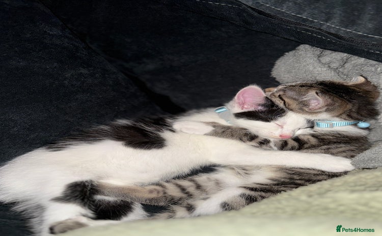 Domestic Shorthair cats - Advert 2