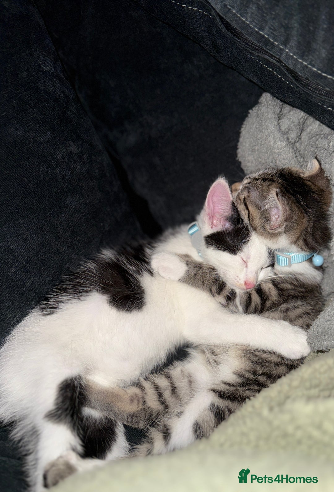 Domestic Shorthair cats for sale: Neo & Luca - Two Male Kittens 11 weeks old(Bonded) - Image 1