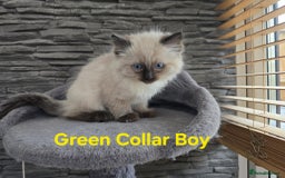 Ragdoll cats for sale: Beautiful fluffy Ragdolls / 2 boys left - Image 14