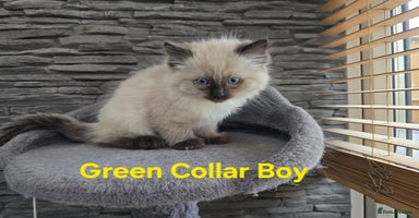 Ragdoll cats - Advert 6