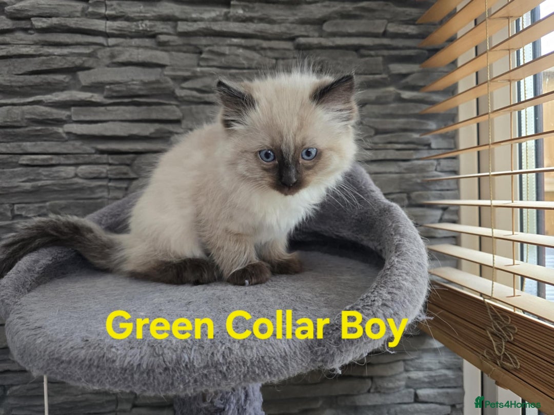 Ragdoll cats for sale: Beautiful fluffy Ragdolls / 2 boys left - Image 14