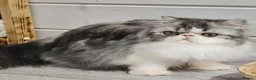 Persian cats for sale: Female Breeder Persian Cat Silver Tabby - GCCF - Advert 11