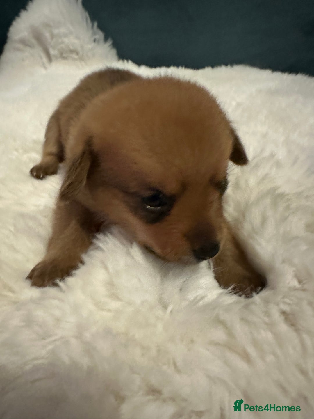 Mixed Breed dogs for sale: Dameranian Fluffballs  - Advert 9