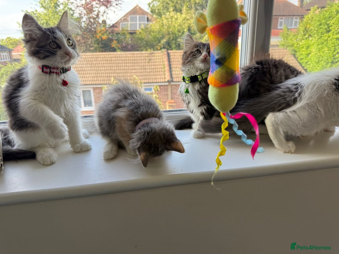 Mixed Breed cats for sale: Adorable Ragdoll and Norwegian Forest Kittens - Image 15