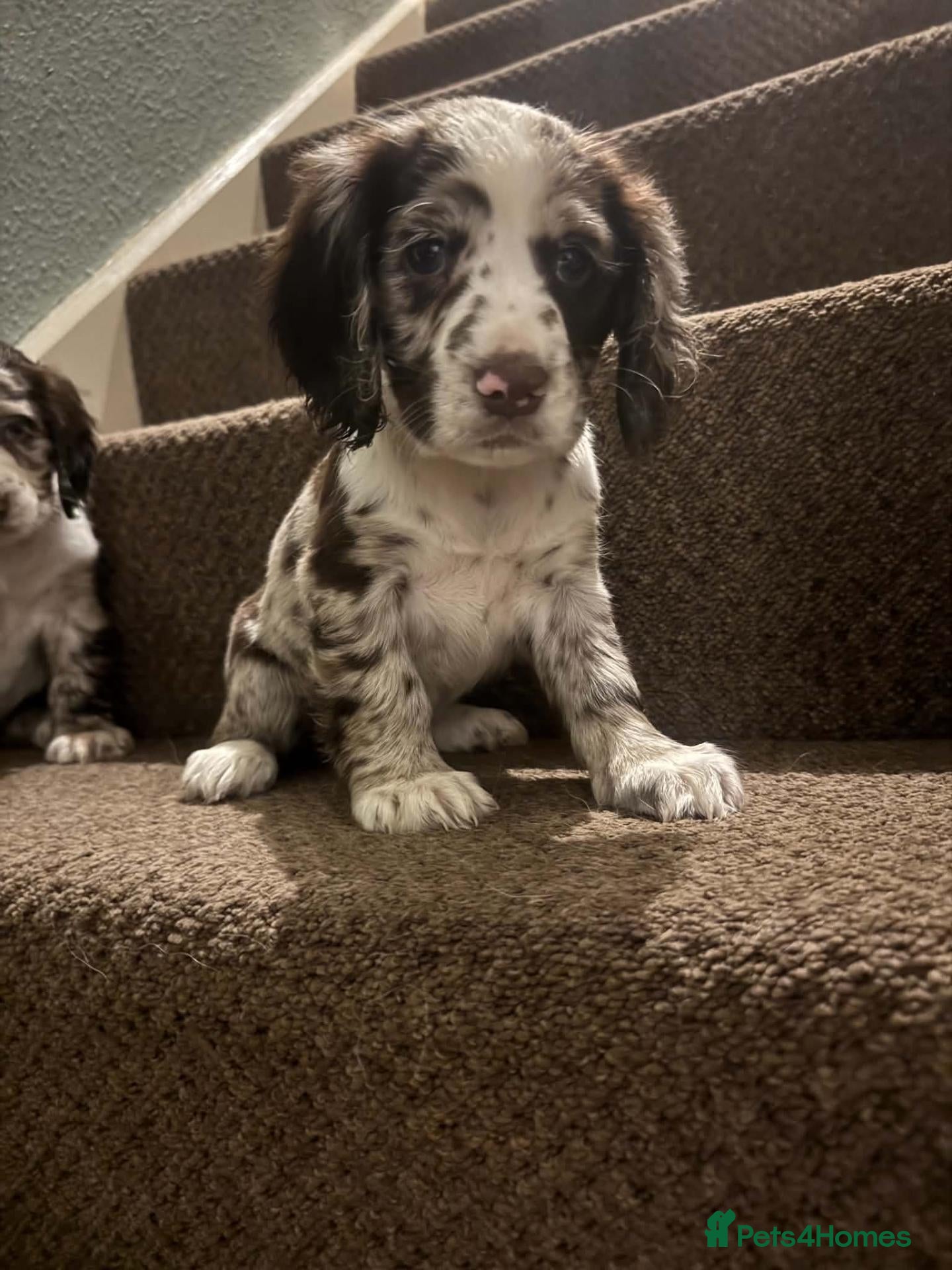 Cocker Spaniel dogs 5 beautiful Cocker pups for sale - Advert 5