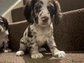 Cocker Spaniel dogs 5 beautiful Cocker pups for sale - Advert 1