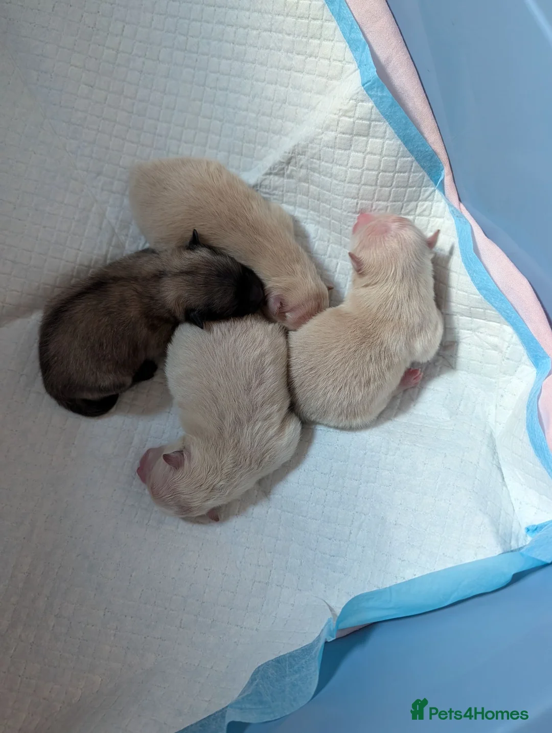 Pomeranian dogs for sale: Pomeranian puppies for sale - Advert 16