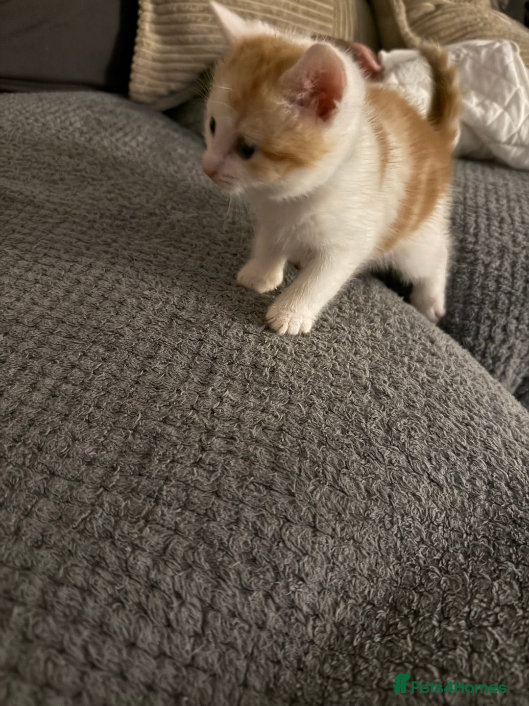 Mixed Breed cats for sale: Male & female kitten for sale  - Image 2