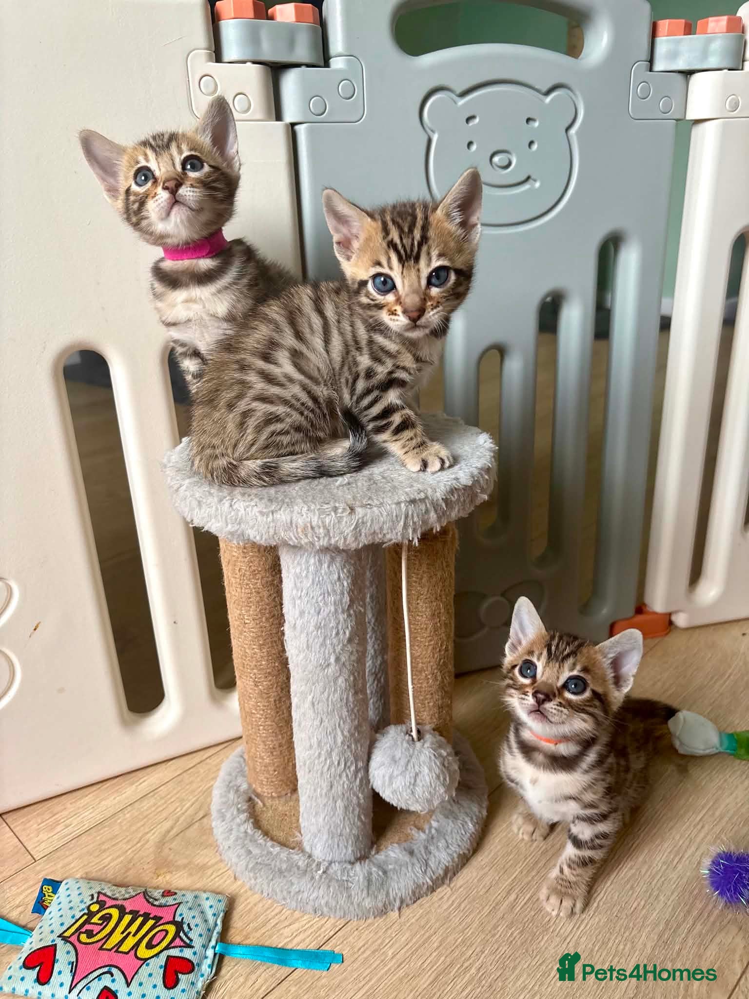 Bengal cats Stunning Bengal Kittens LAST ONE!!! - Advert 1