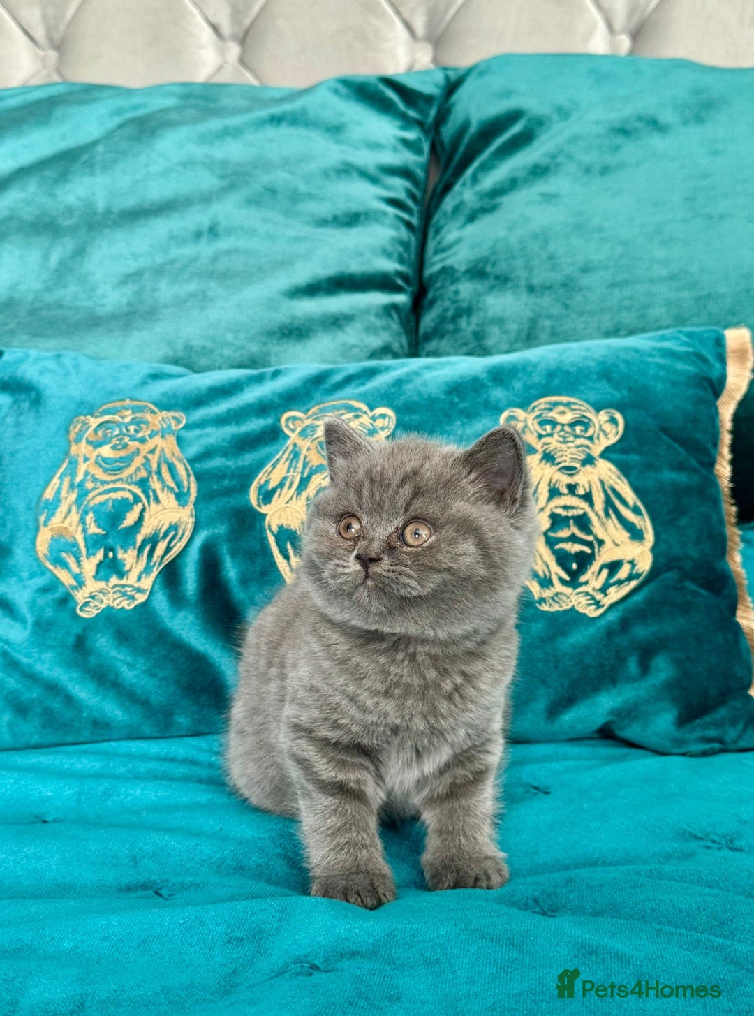 British Shorthair cats for sale: BSH🇬🇧👑🇬🇧💙British Shorthair girl😻💙 Gccf  - Image 20
