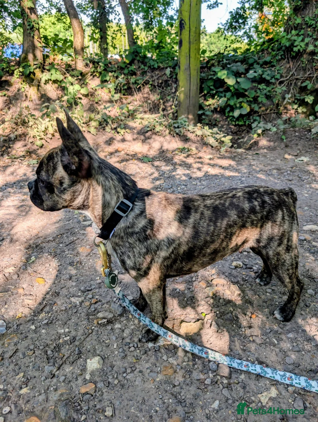 Mixed Breed dogs for sale: French bulldog Frenchie mix *behavioural* - Advert 1