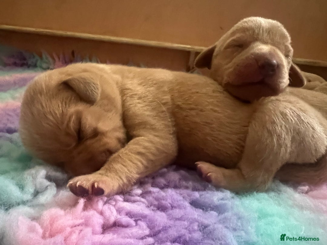 Labrador Retriever dogs for sale: 2 Labrador Retrievers girls left  - Advert 7