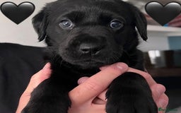 Labrador Retriever dogs for sale: Labrador Puppies  - Image 3