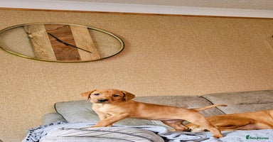 Labrador Retriever dogs - Advert 3