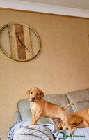 Labrador Retriever dogs - Advert 3