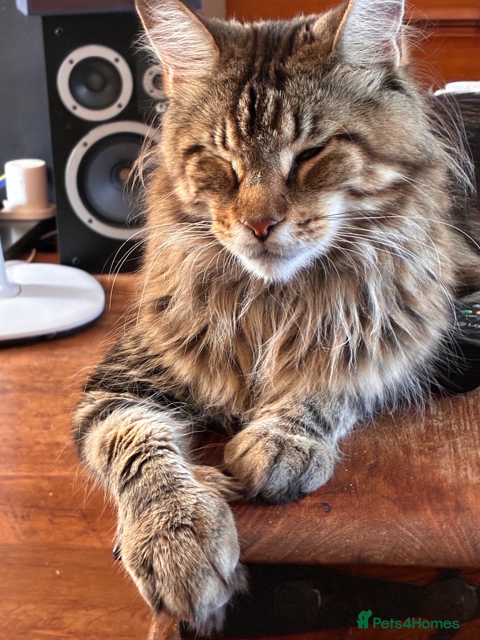 Maine Coon cats Stuning Maine Coone kittens - Advert 1