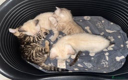 Bengal cats for sale: 4 Beautiful Bengals for sale  - Image 8