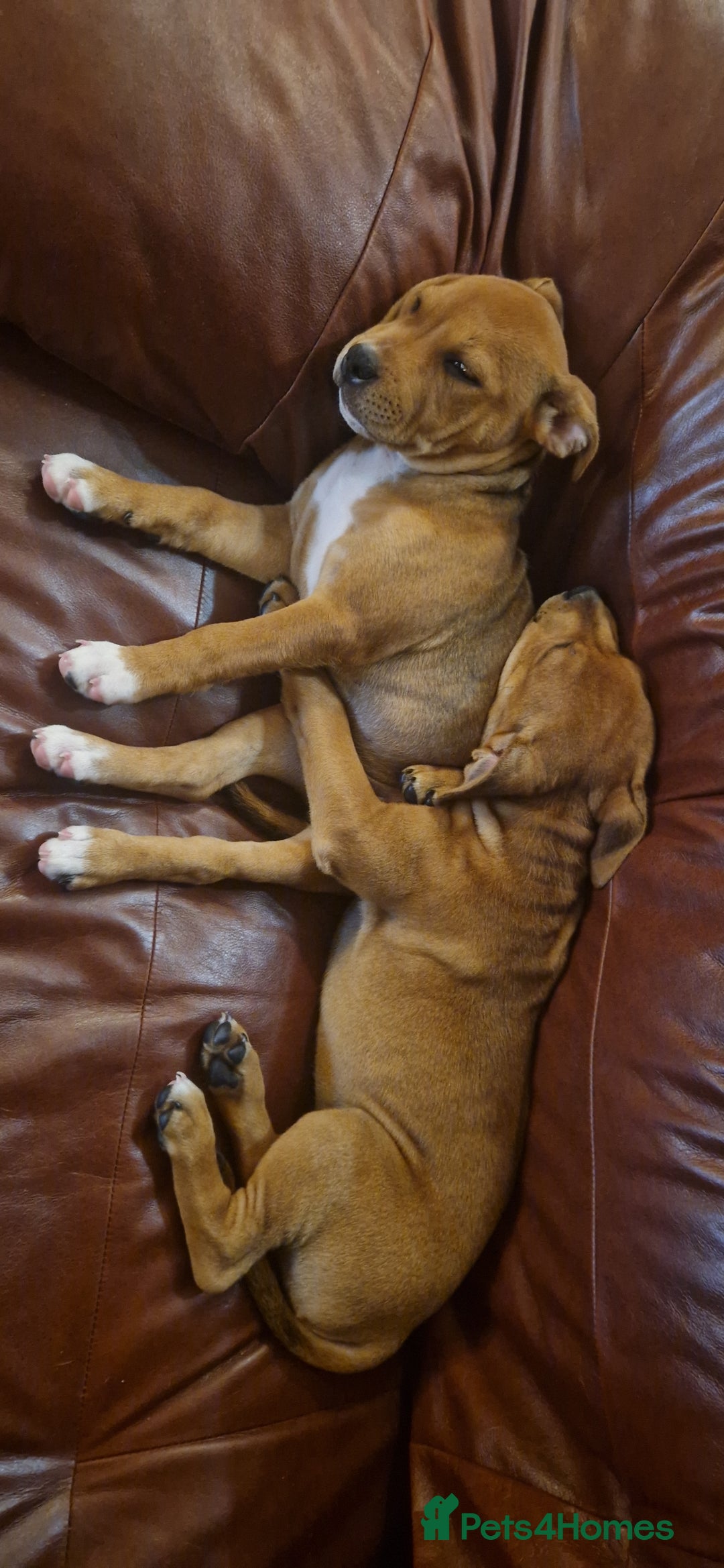 Staffordshire Bull Terrier dogs for sale: Staffordshire bull terrier pups - Image 22