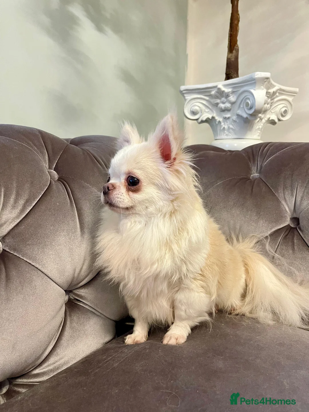 Chihuahua dogs for sale: 6 year old adorable Chihuahua girl  - Advert 2