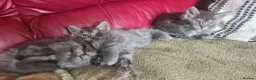 Maine Coon cats for sale: GCCF – Maine Coon kittens - Advert 24
