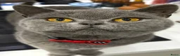British Shorthair cats for sale: BRITISH SHORTHAIR KITTENS-AVAILABLE NOW  - Advert 26