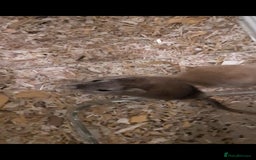 Gerbil rodents for sale: 3 gerbils +cage +supplies for sale  - Advert 7