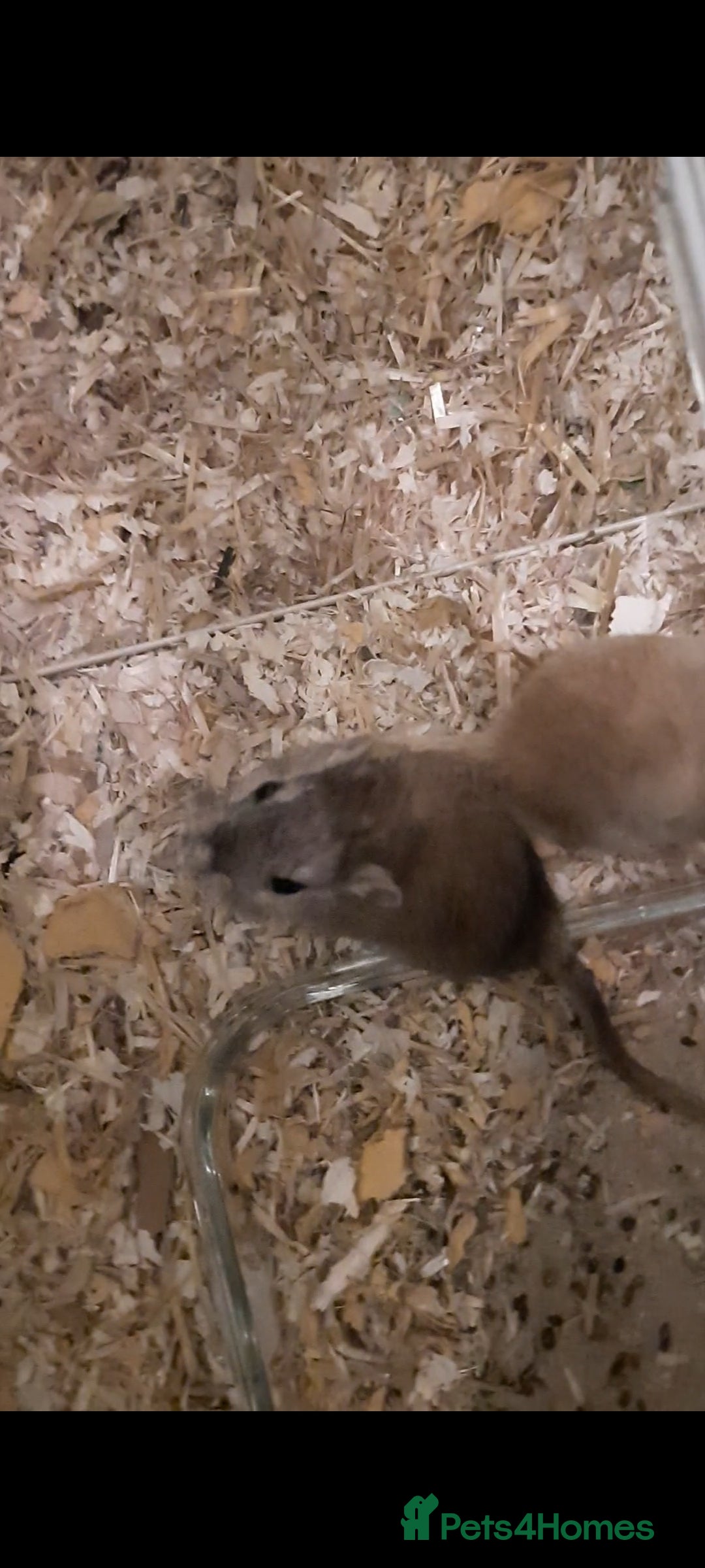 Gerbil rodents for sale: 3 gerbils +cage +supplies for sale  - Advert 7