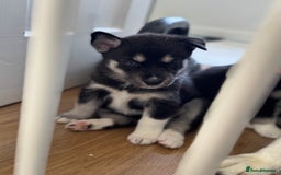 Siberian Husky dogs for sale: Beautiful Chunky Siberian Husky Puppies  - Image 3