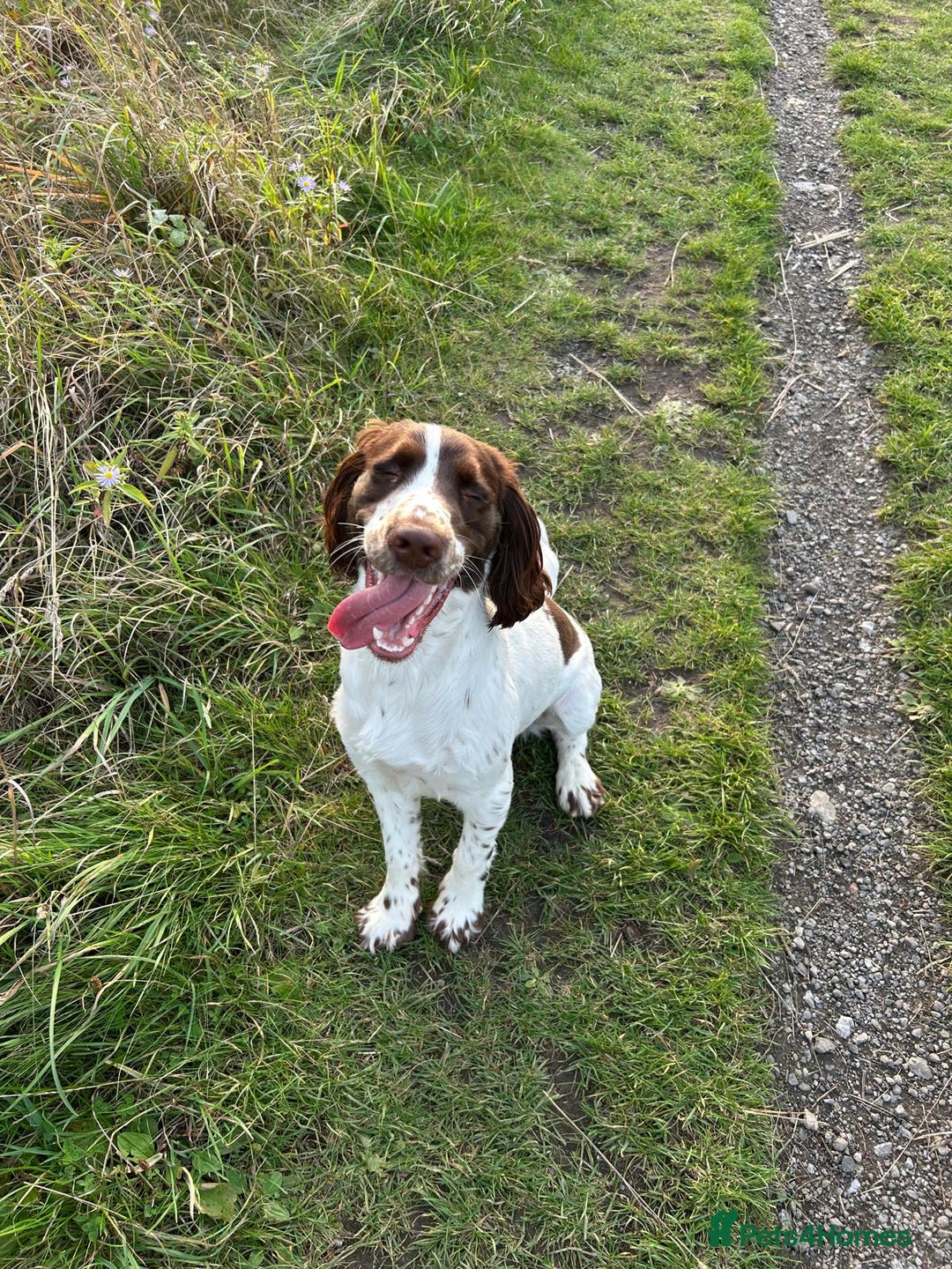 Sprocker dogs for sale: Fergus for adoption - Advert 1