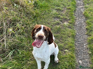 Sprocker dogs Fergus for adoption - Advert 2