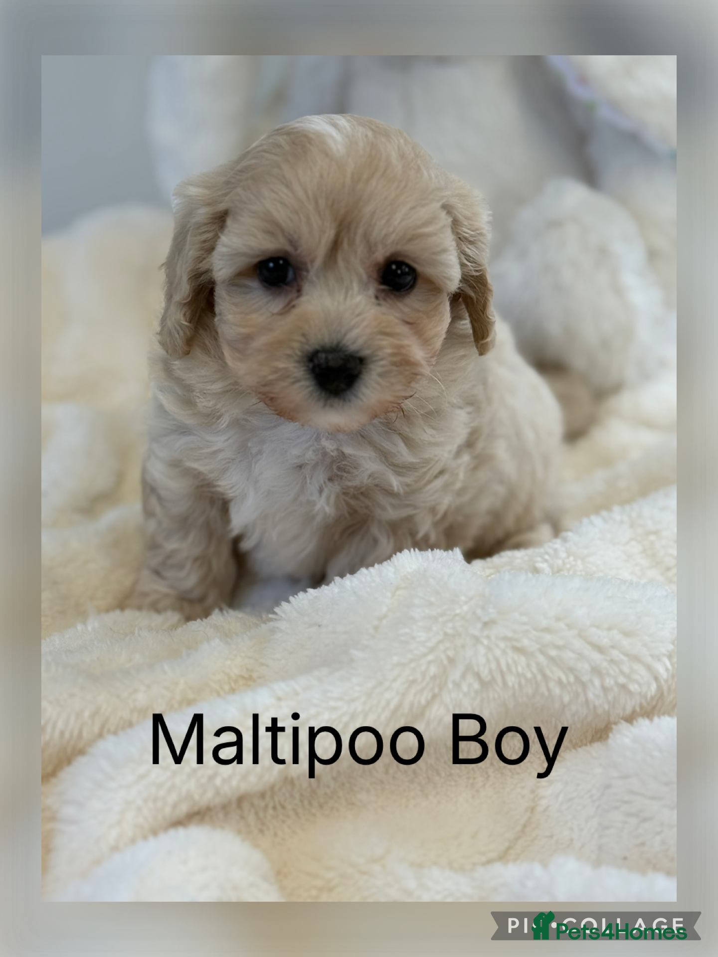 Maltipoo dogs Teddy Bear F1 Maltipoo Boy  - Advert 3