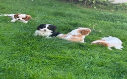 Cavalier King Charles Spaniel dogs for sale: Cavalier King Charles Spaniel puppies - Image 4