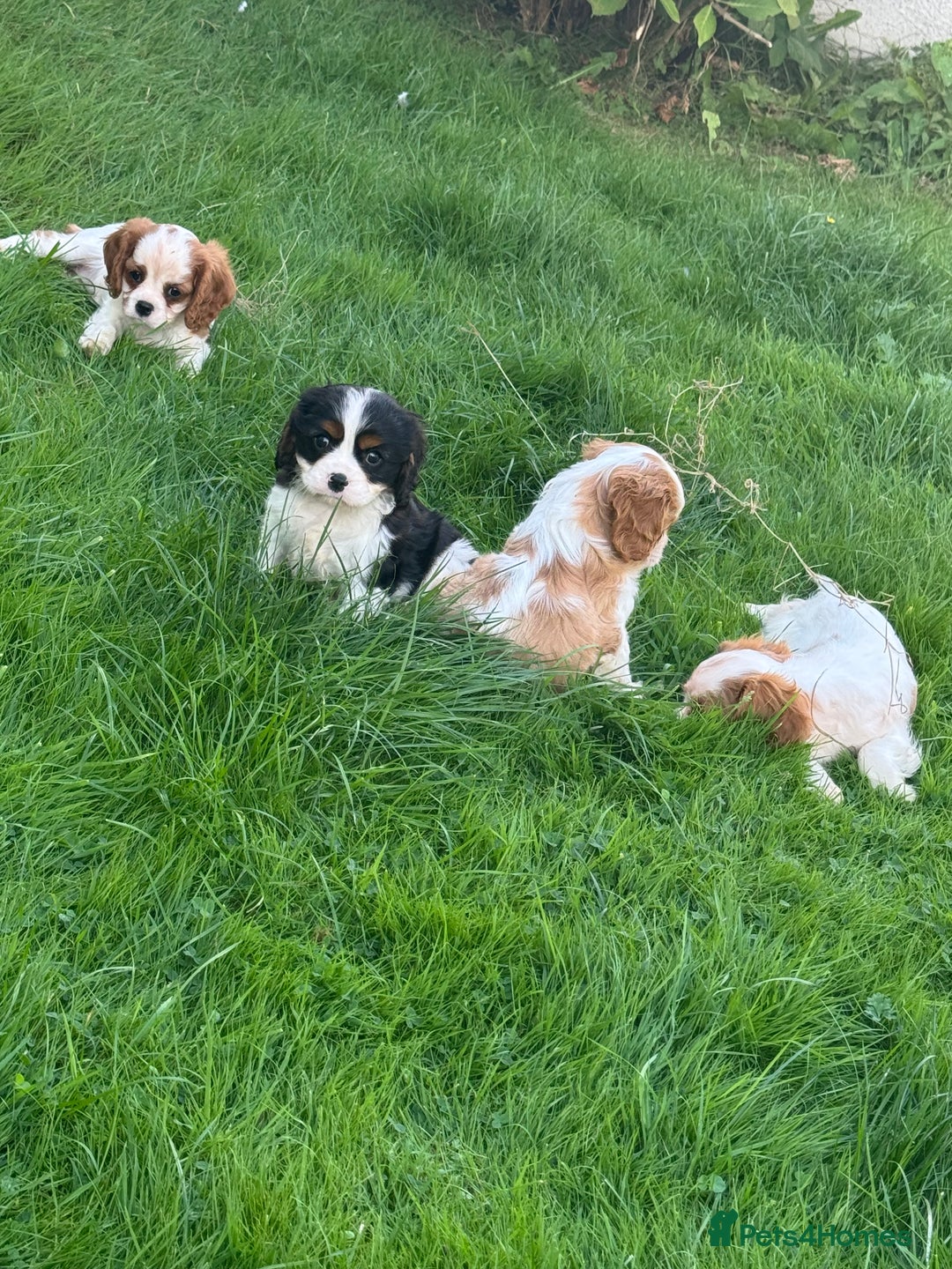 Cavalier King Charles Spaniel dogs for sale: Cavalier King Charles Spaniel puppies - Image 4