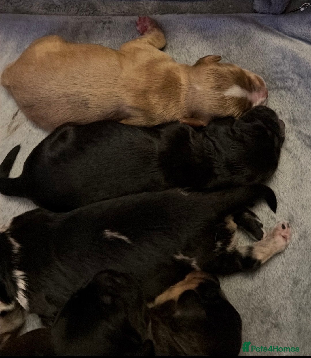 Cockapoo dogs for sale: F1 Cockapoo Puppies - Advert 16